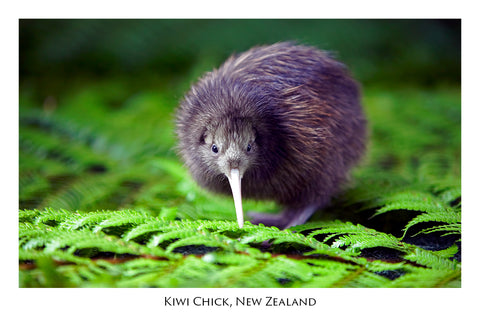 501 - Post Art Postcard - Postcard - Kiwi Chick