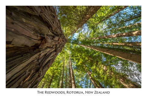 640 - Post Art Postcard - Redwoods Forest