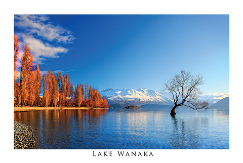 65 - Post Art Postcard - Lake Wanaka Autumn