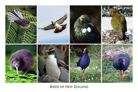 692 - Post Art Postcard - Birds of New Zealand