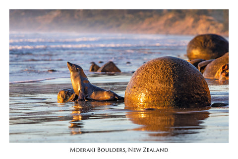 722 - Post Art Postcard - Moeraki Boulders and Seal.jpg