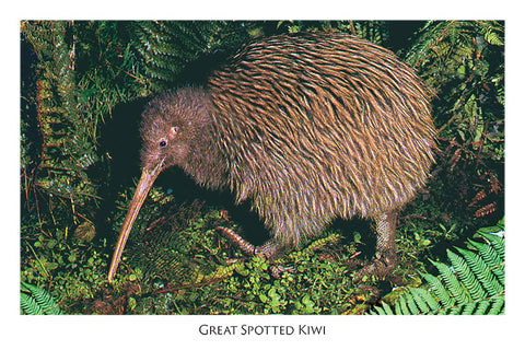 807 - Post Art Postcard - Great Spotted Kiwi