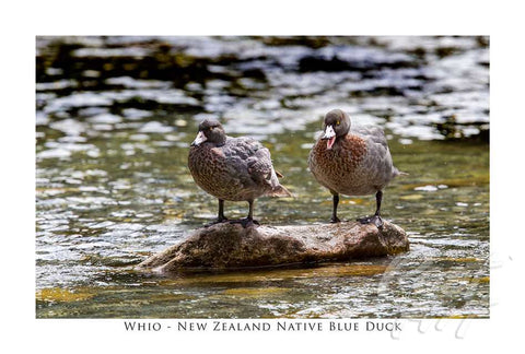 816 - Post Art Postcard - NZ Blue Ducks