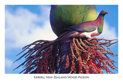 824 - Post Art Postcard - Wood Pigeon & Nikau Berries