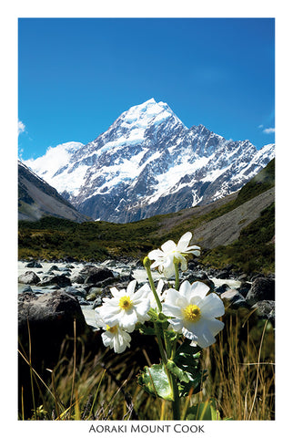 94 - Post Art Postcard - Mount Cook with Lily