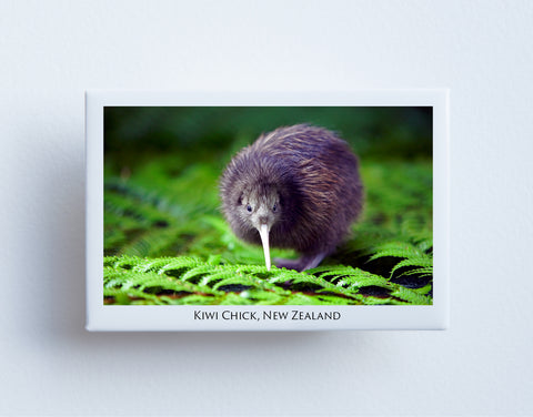 FM0001 - Post Art Magnet - Kiwi Chick