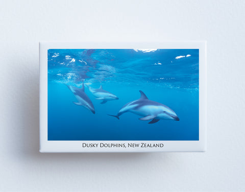 FM0084 - Post Art Magnet - Dusky Dolphins
