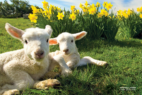 PCL1044 - Sisson Postcard - Lambs & Daffodils