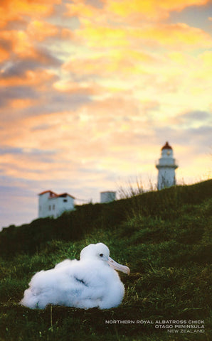 PCL1033 - Sisson Postcard - Albatross Chick & Lighthouse