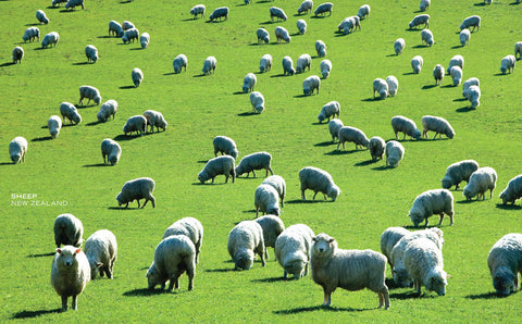 PCL1043 - Sisson Postcard - Sheep on Green Grass