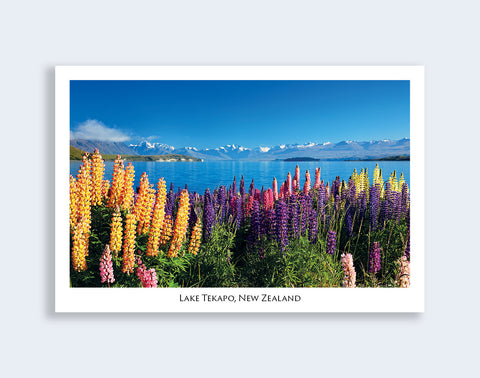 144 - Post Art Postcard - Wild Lupins