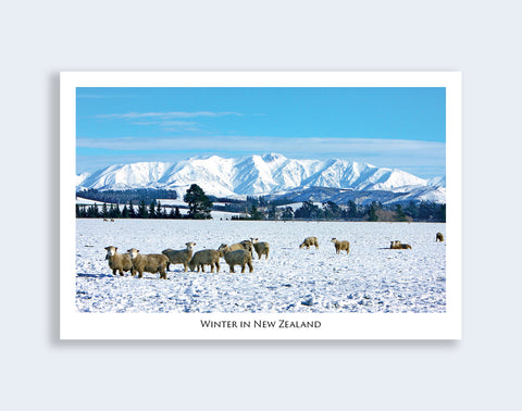 203 - Post Art Postcard - Canterbury Sheep in Snow