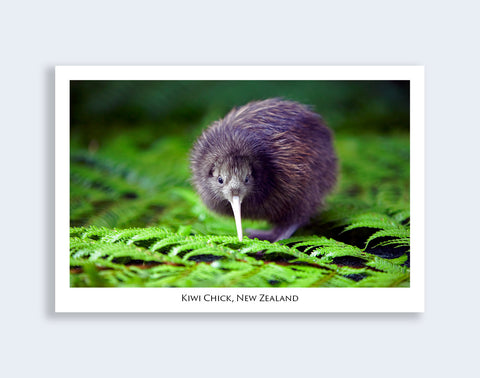 501 - Post Art Postcard - Postcard - Kiwi Chick