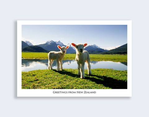 502 - Post Art Postcard - Postcard - Cute Lambs