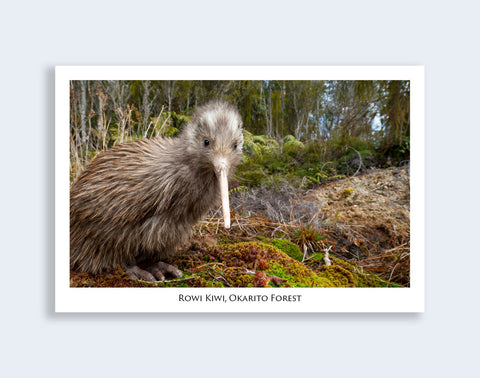 503 - Post Art Postcard - Postcard - Rowi Kiwi