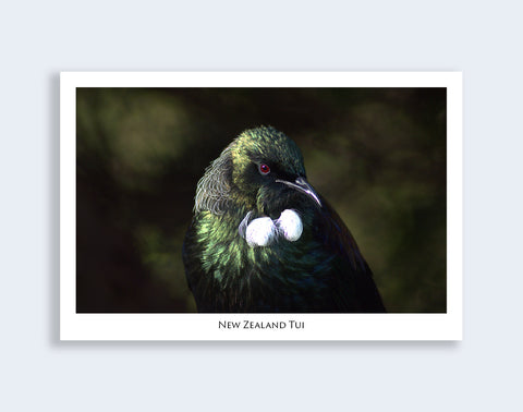 504 - Post Art Postcard - Postcard - Tui