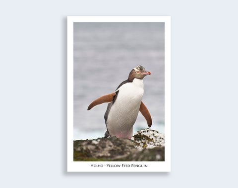 506 - Post Art Postcard - Postcard - Hoiho - Yellow Eyed Penguin