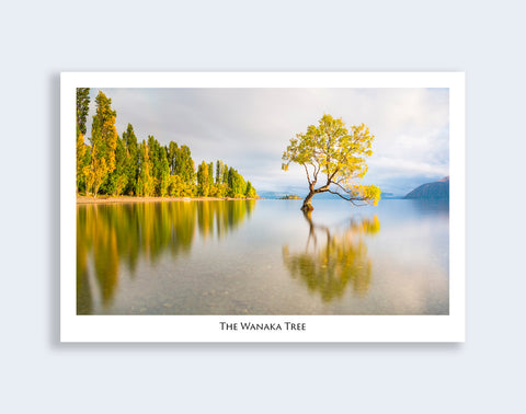 518 - Post Art Postcard - The Wanaka Tree
