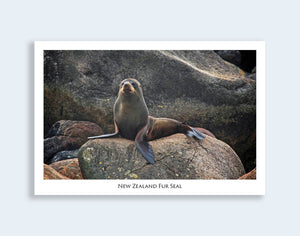 540 - Post Art Postcard - NZ Fur Seal