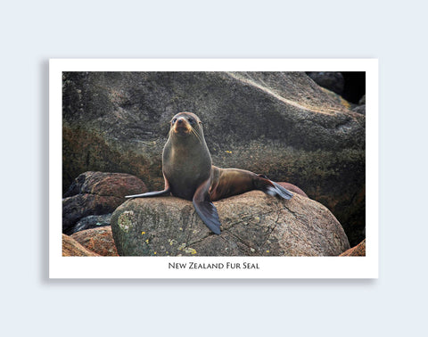 540 - Post Art Postcard - NZ Fur Seal