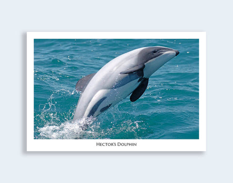 556 - Post Art Postcard - Hectors Dolphin