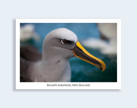574 - Post Art Postcard - Buller's Albatross