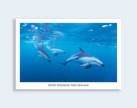 576 - Post Art Postcard - Dusky Dolphins - Kaikoura