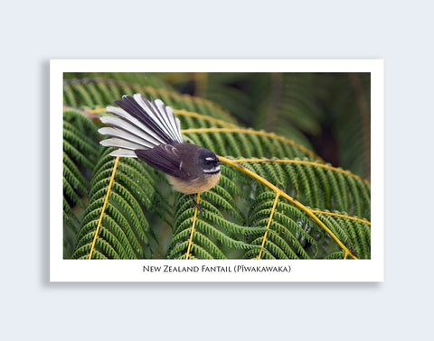 577 - Post Art Postcard - Fantail