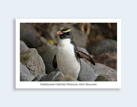 578 - Post Art Postcard - Fiordland Crested Penguin