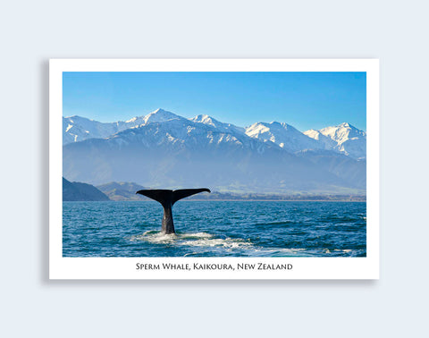 579 - Post Art Postcard - Sperm Whale - Kaikoura