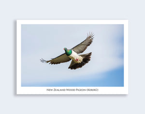 586 - Post Art Postcard - Wood Pigeon