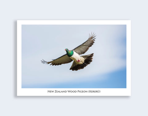586 - Post Art Postcard - Wood Pigeon