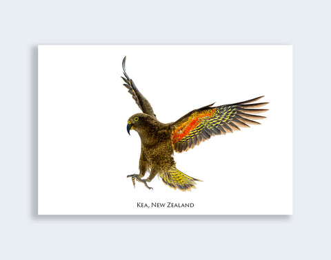 598 - Post Art Postcard - Kea