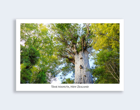 622 - Post Art Postcard - Tane Mahuta
