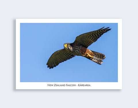 626 - Post Art Postcard - NZ Falcon - Karearea