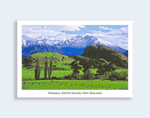 63 - Post Art Postcard - Wanaka Sheep