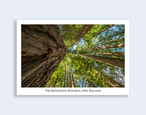 640 - Post Art Postcard - Redwoods Forest