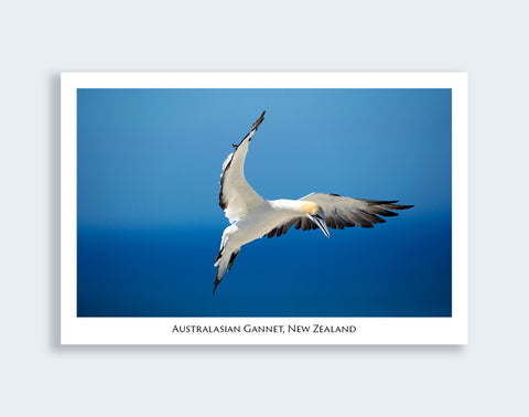 674 - Post Art Postcard - Gannet - Cape Kidnappers