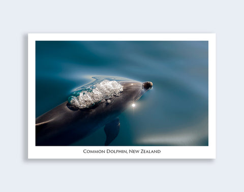 690 - Post Art Postcard - Common Dolphin