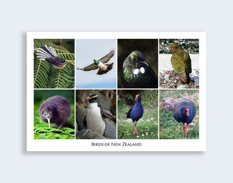 692 - Post Art Postcard - Birds of New Zealand