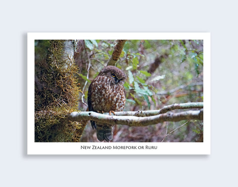 699 - Post Art Postcard - Morepork or Ruru