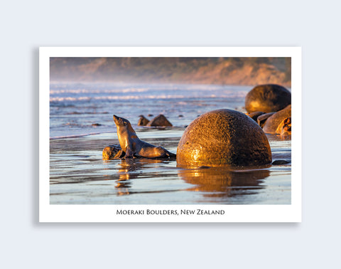 722 - Post Art Postcard - Moeraki Boulders and Seal.jpg