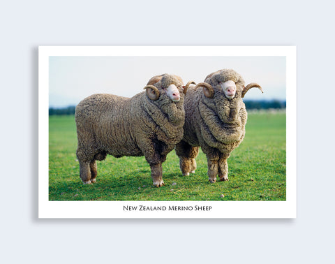 735 - Post Art Postcard - Merino Sheep