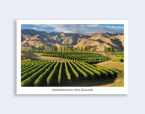 746 - Post Art Postcard - Marlborough Vineyards