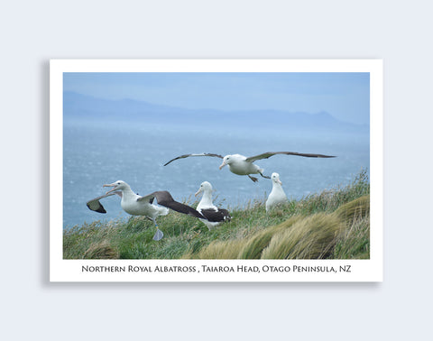 758 - Post Art Postcard - Royal Albatross Activity