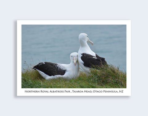 759 - Post Art Postcard - Royal Albatross Pair