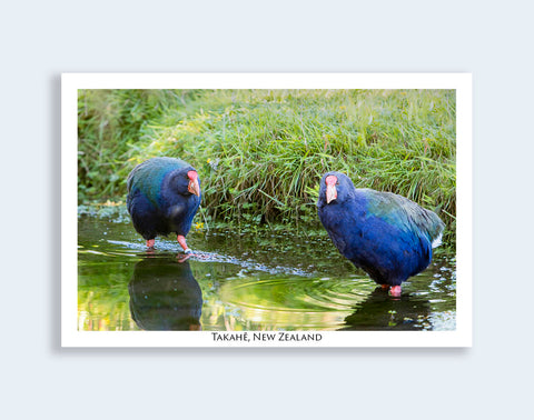 800 - Post Art Postcard - NZ Takahe