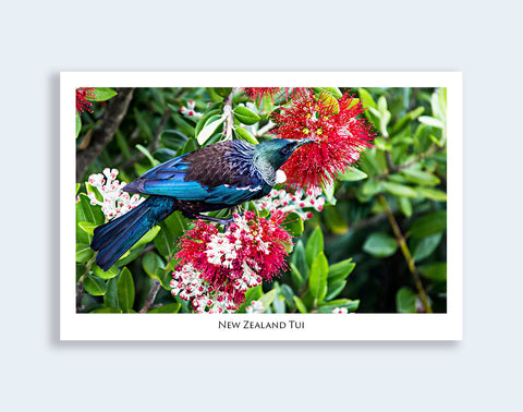 802 - Post Art Postcard - NZ Tui