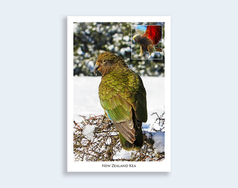 803 - Post Art Postcard - NZ Kea
