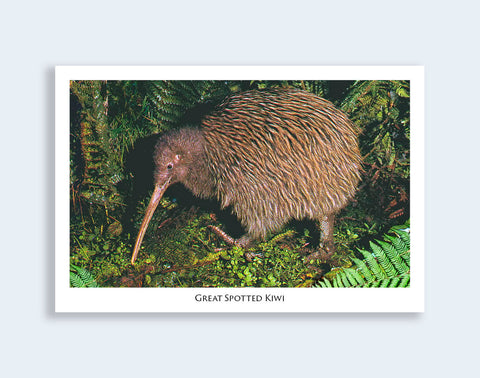 807 - Post Art Postcard - Great Spotted Kiwi